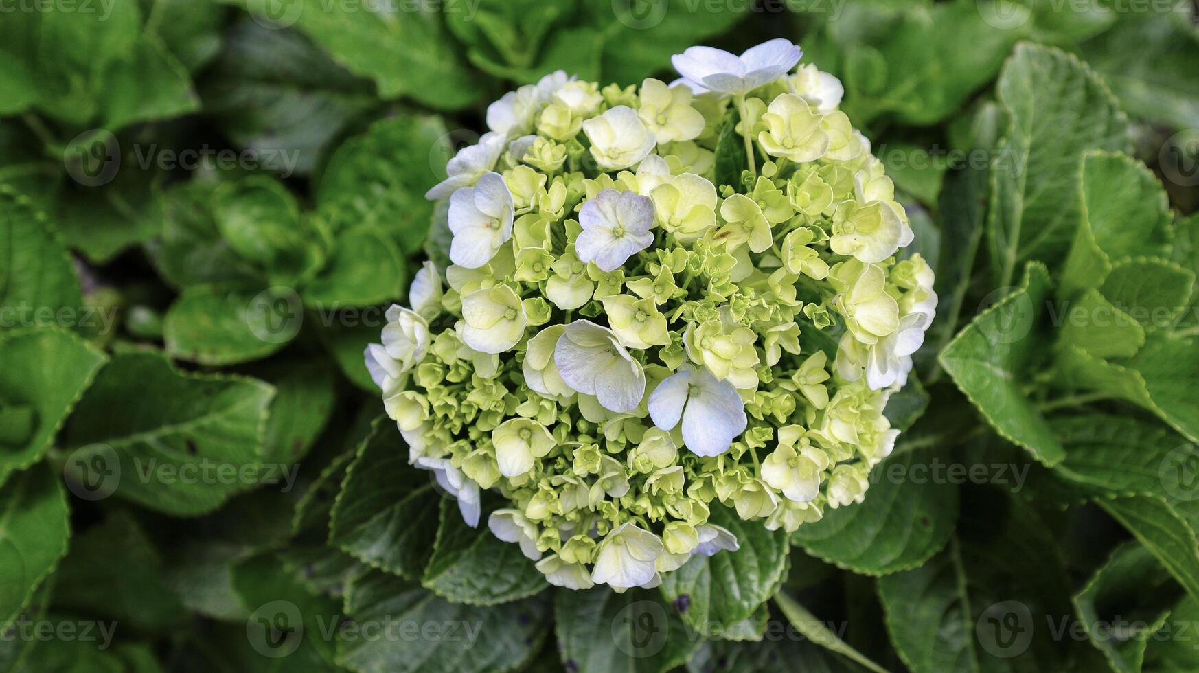 French hydrangea or Hydrangea macrophylla or Nikko green blooming in the garden. photo