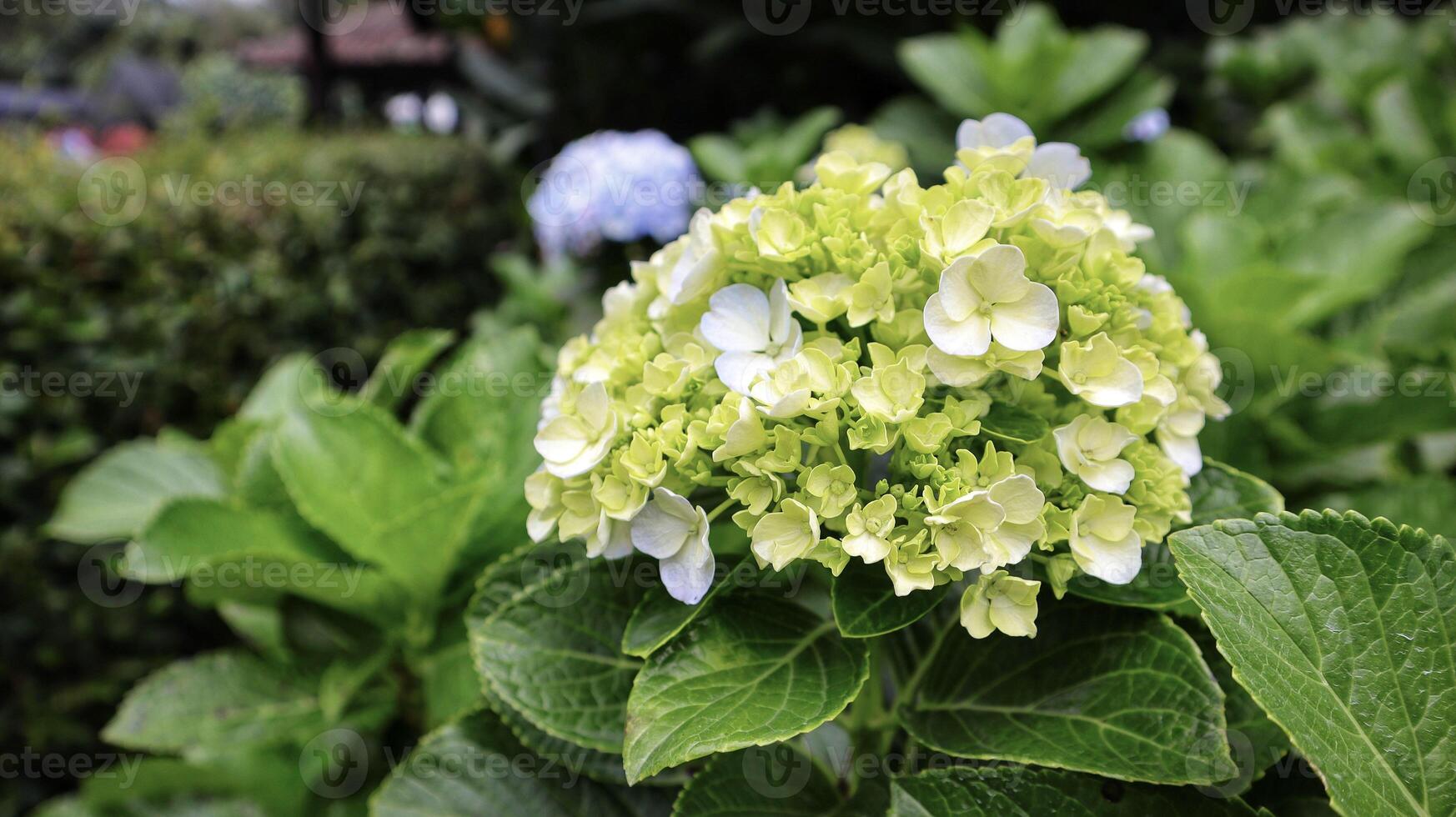 French hydrangea or Hydrangea macrophylla or Nikko green blooming in the garden. photo