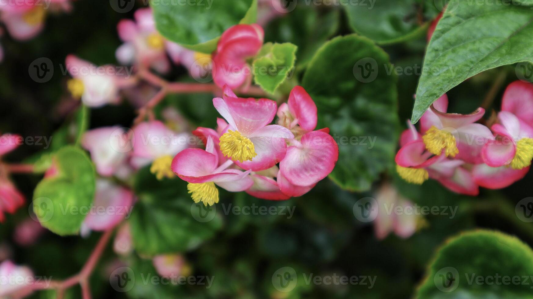 Beautiful pink wax begonia flower blooming at the garden. photo