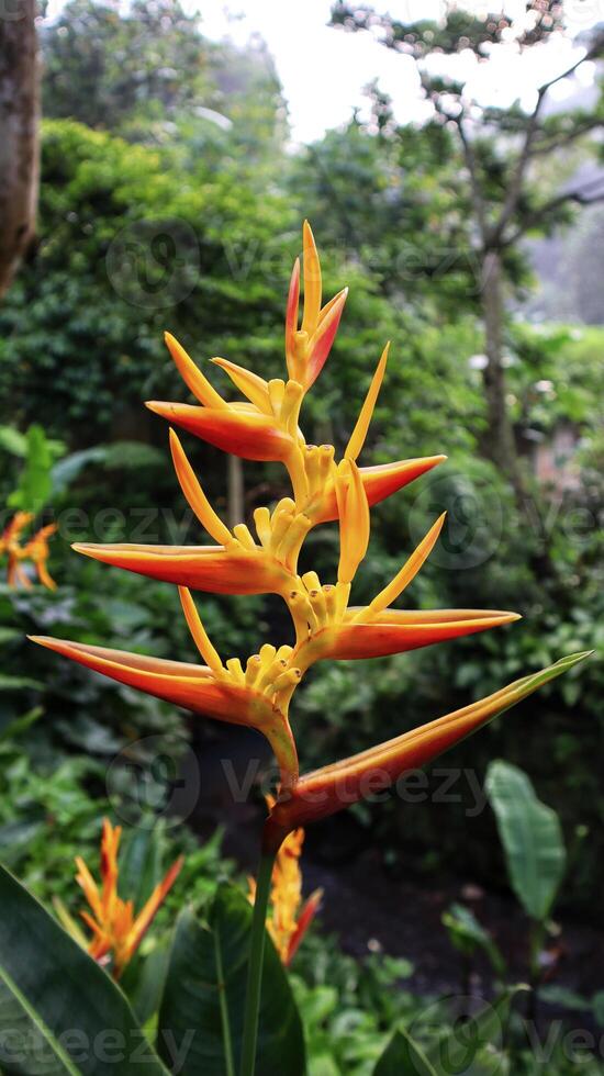 flor de heliconia psittacorum amarillo naranja que florece como su apodo pájaro paraíso. foto