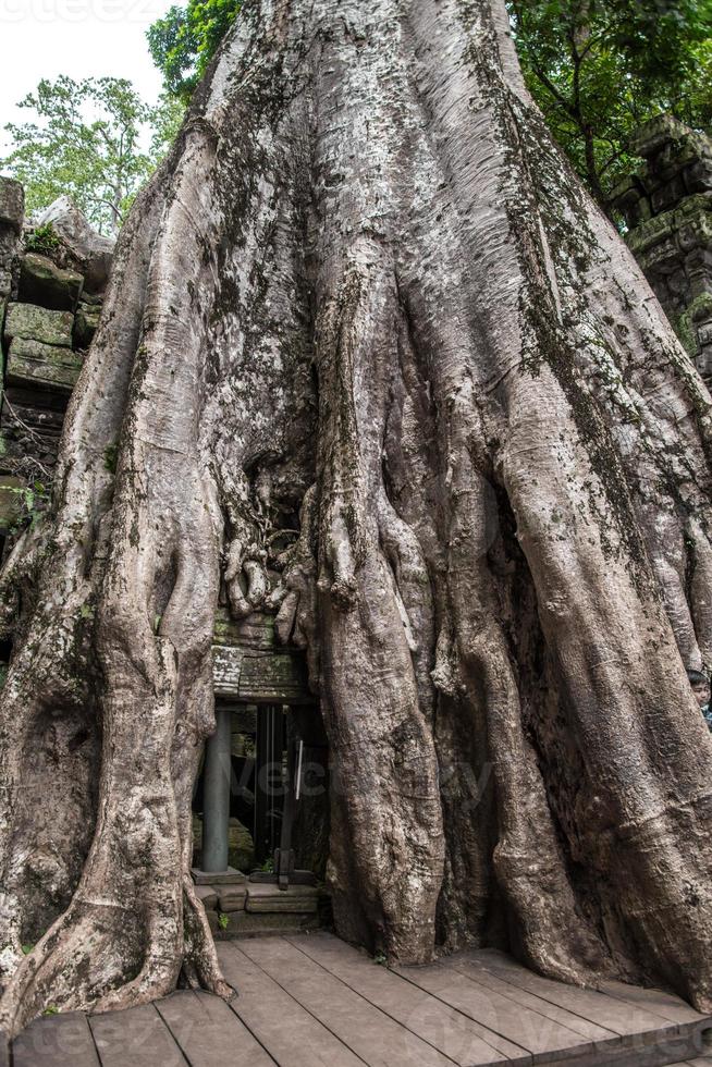 Ta Prohm temple ruins hidden in jungles, Siem Riep, Cambodia photo