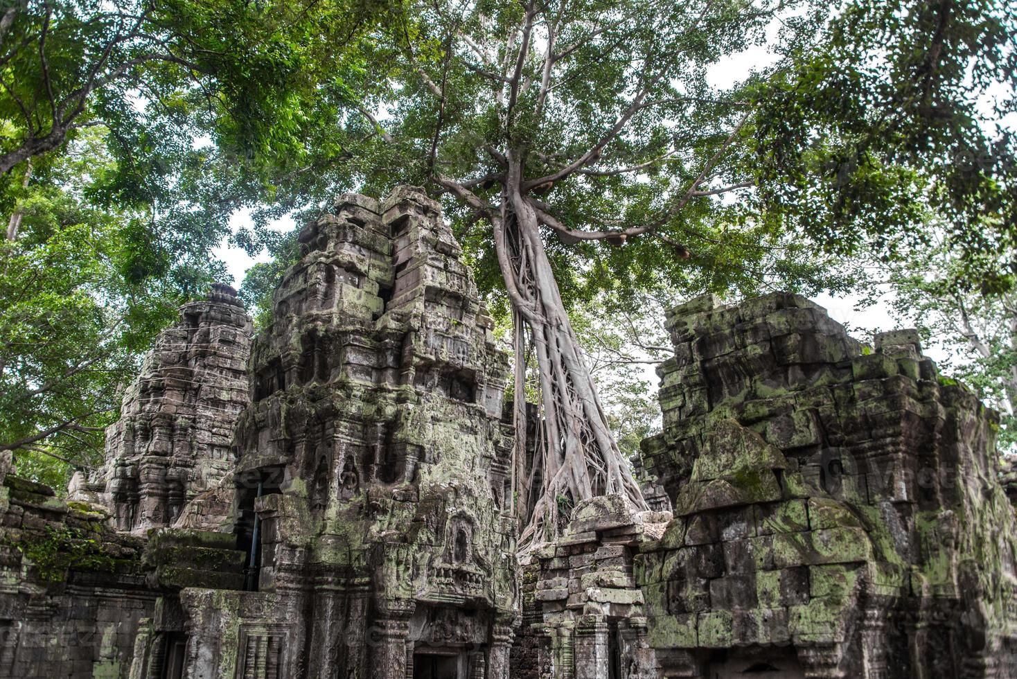 ruinas del templo de ta prohm escondidas en la selva, siem riep, camboya foto