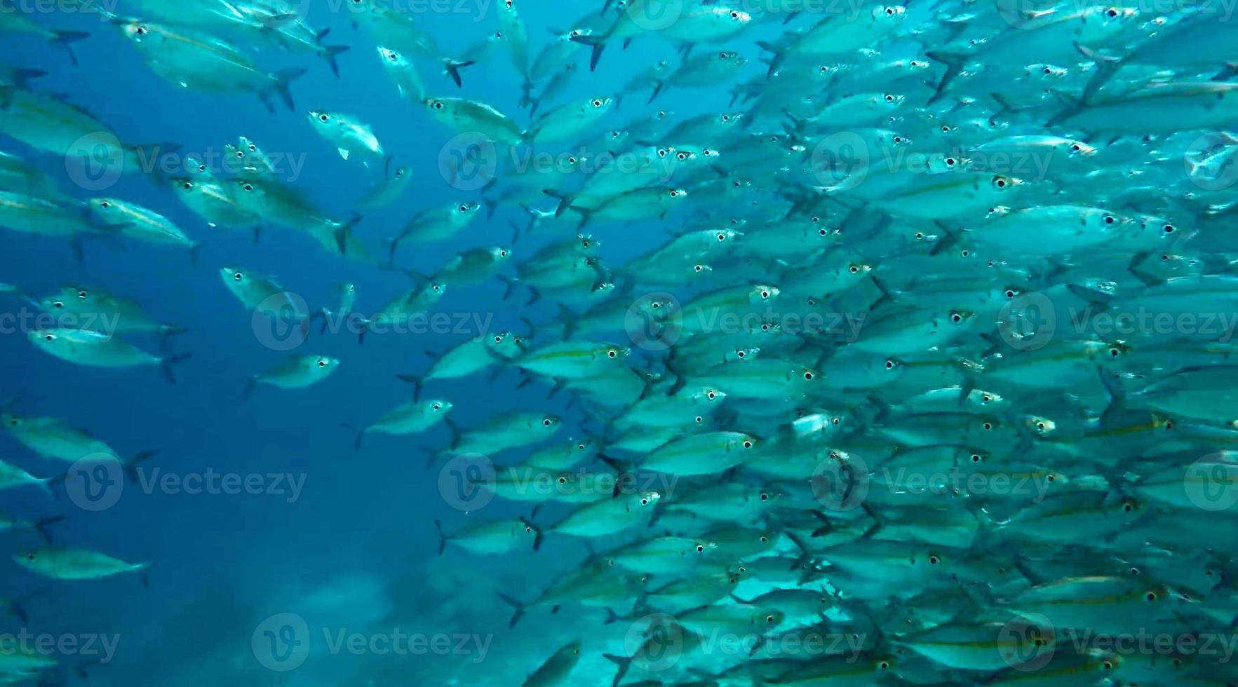 group of fish or school of fish at the ocean swimming in group on blue background photo