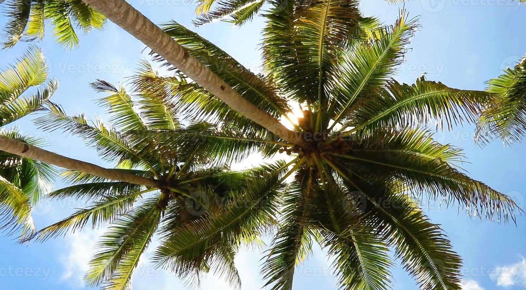 Tropical paradise beach with white sand and palm trees panoramic tourism photo