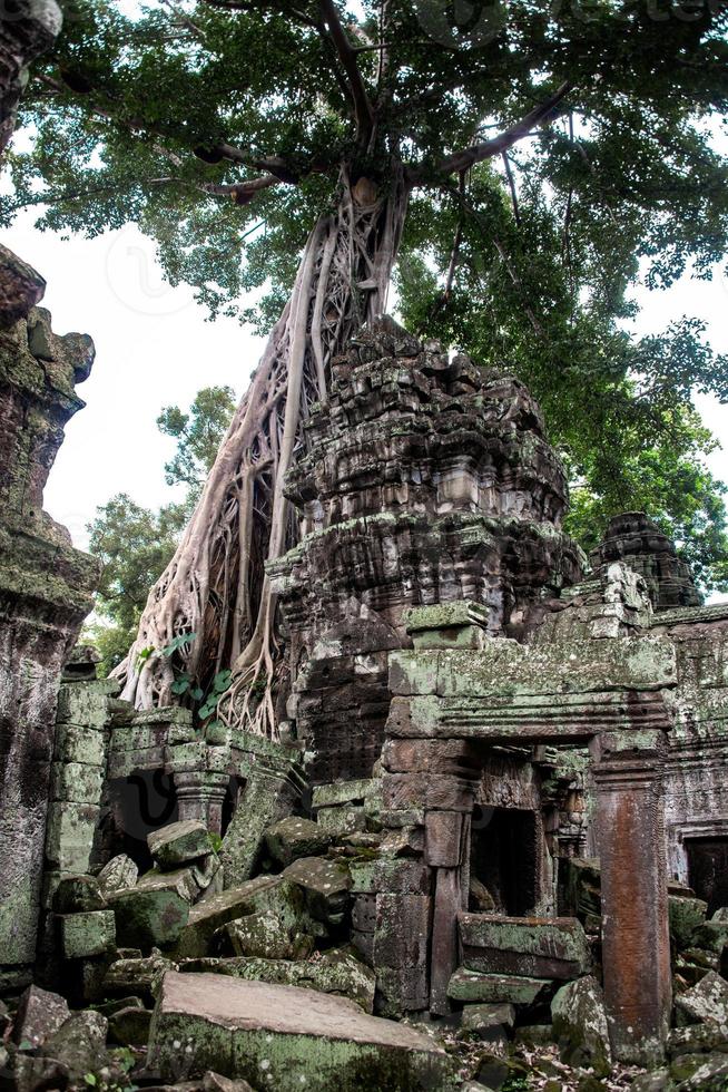 ruinas del templo de ta prohm escondidas en la selva, siem riep, camboya foto