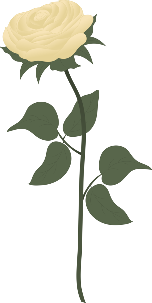 Beautiful white rose png