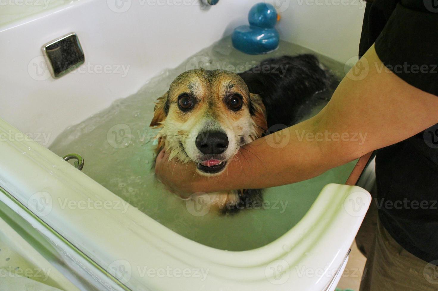 Funny corgi welsh pembroke taking a shower in grooming salon. Hand of woman groomer bathing a dog. Wet fur. Professional washing, hygiene, welness, spa procedures of animals concept. Close up photo