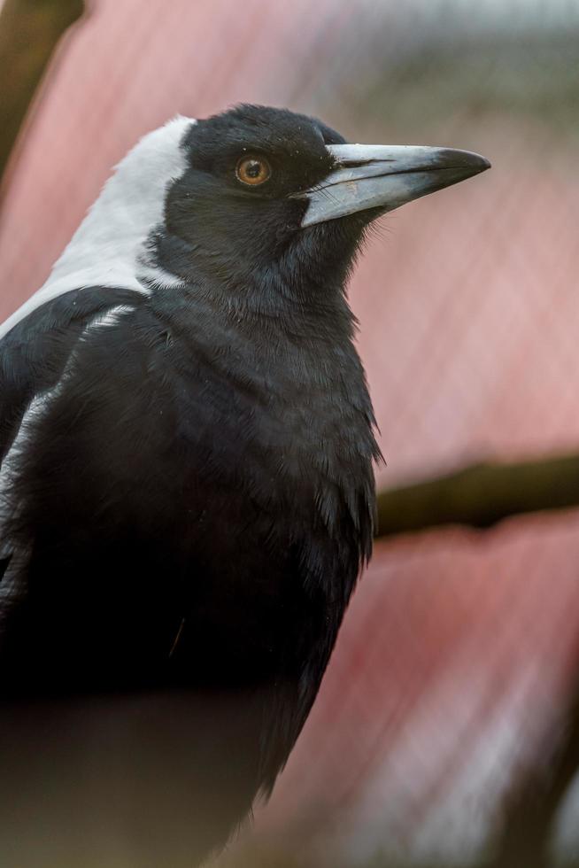 Australian Magpie in zoo photo