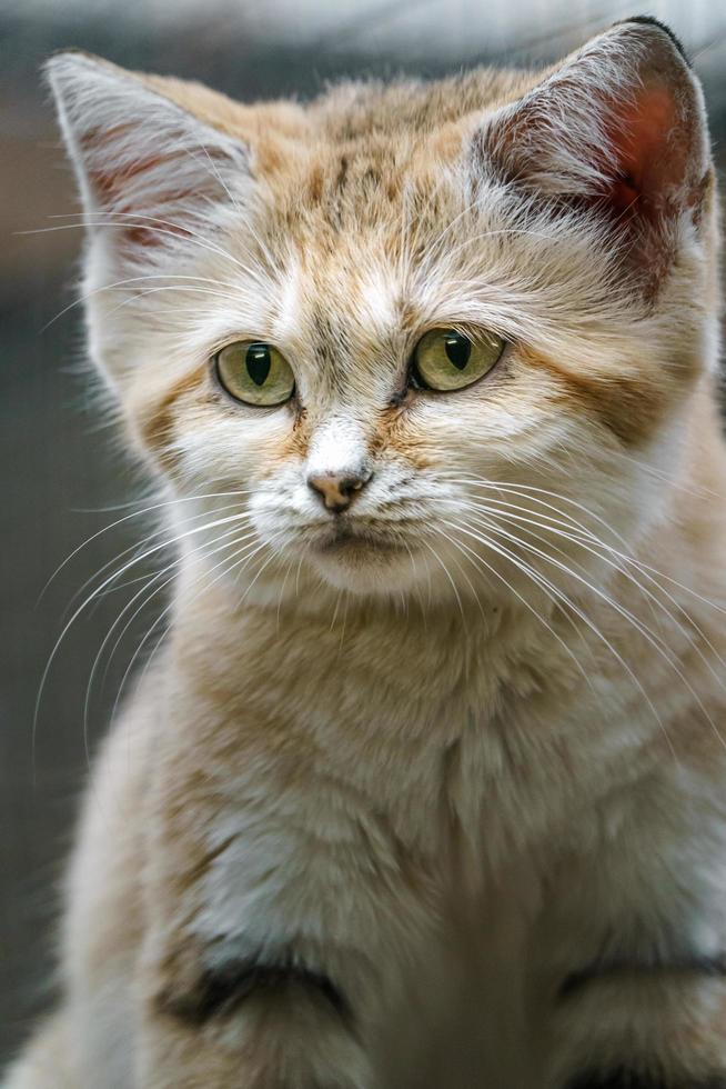 Arabian Sand Cat photo