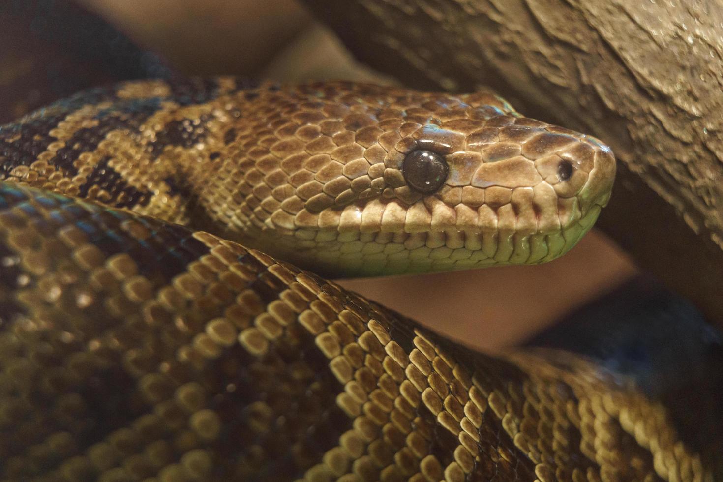 Cuban boa in zoo photo