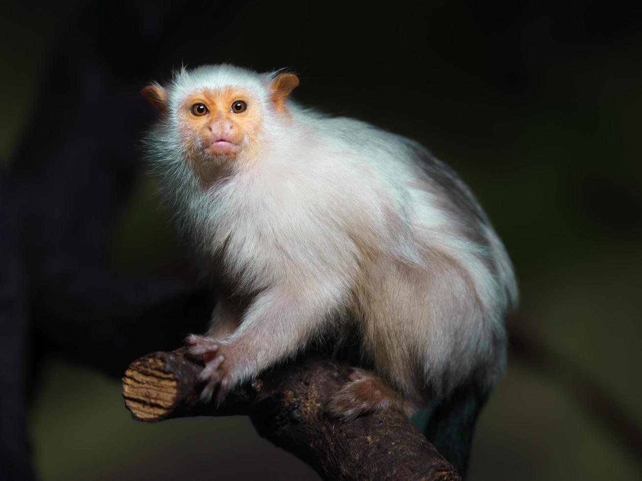 Silvery marmoset on branch photo