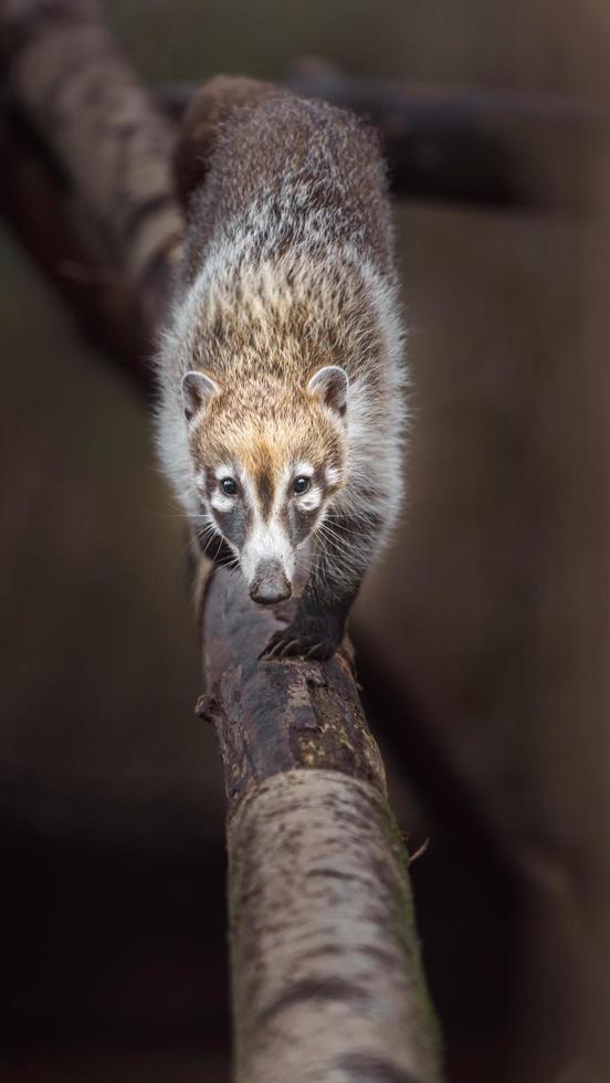 South American coati photo