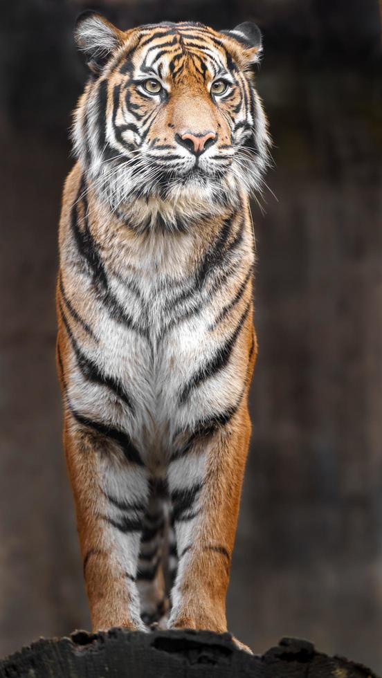 Portrait of Sumatran tiger photo