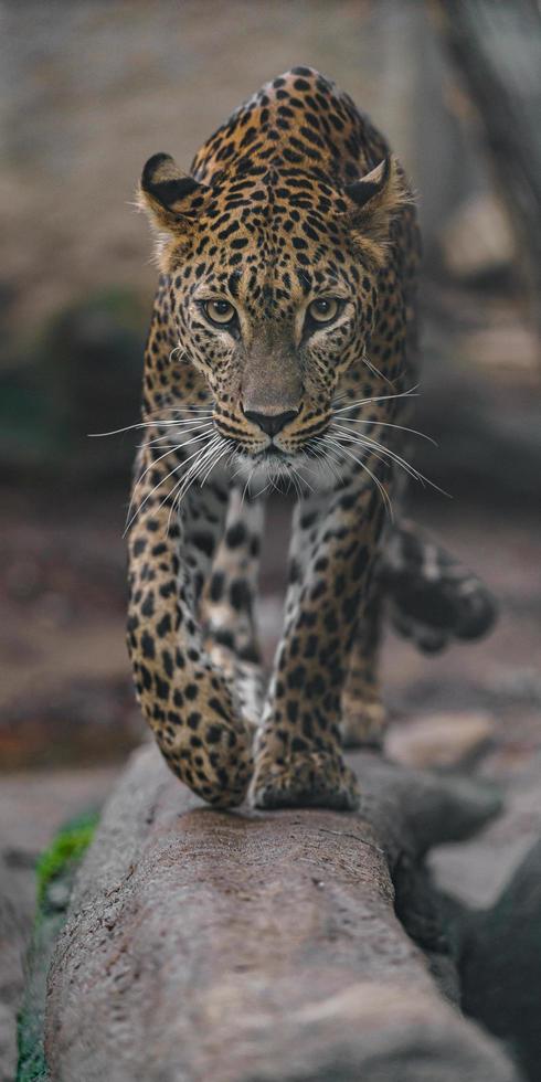 Sri lankan leopard photo