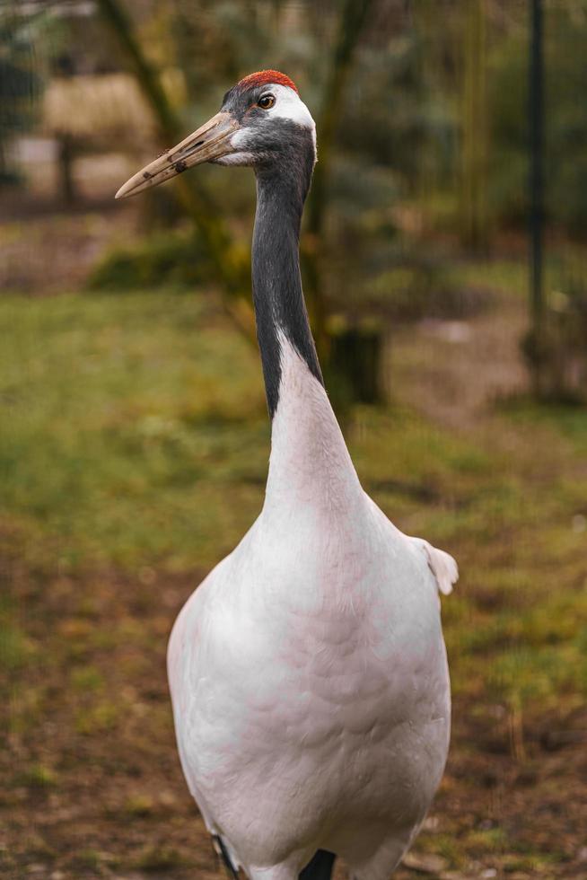 Red crowned crane photo