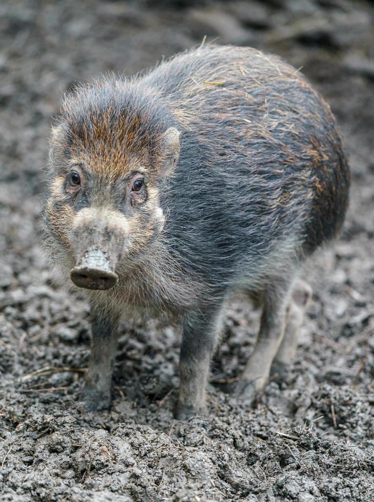 cerdo verrugoso de Visayan foto