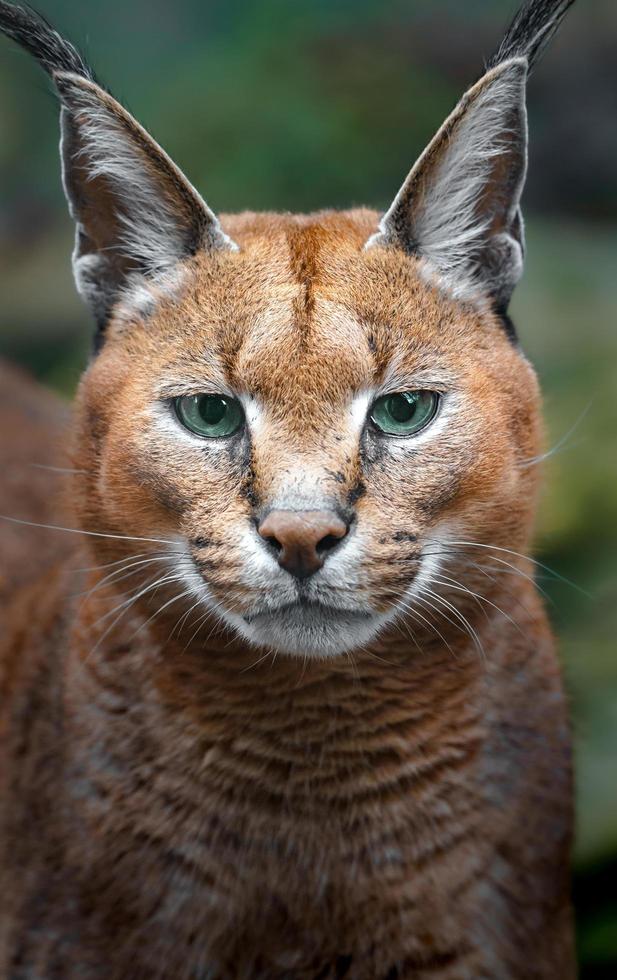 Portrait of Caracal 16696354 Stock Photo at Vecteezy