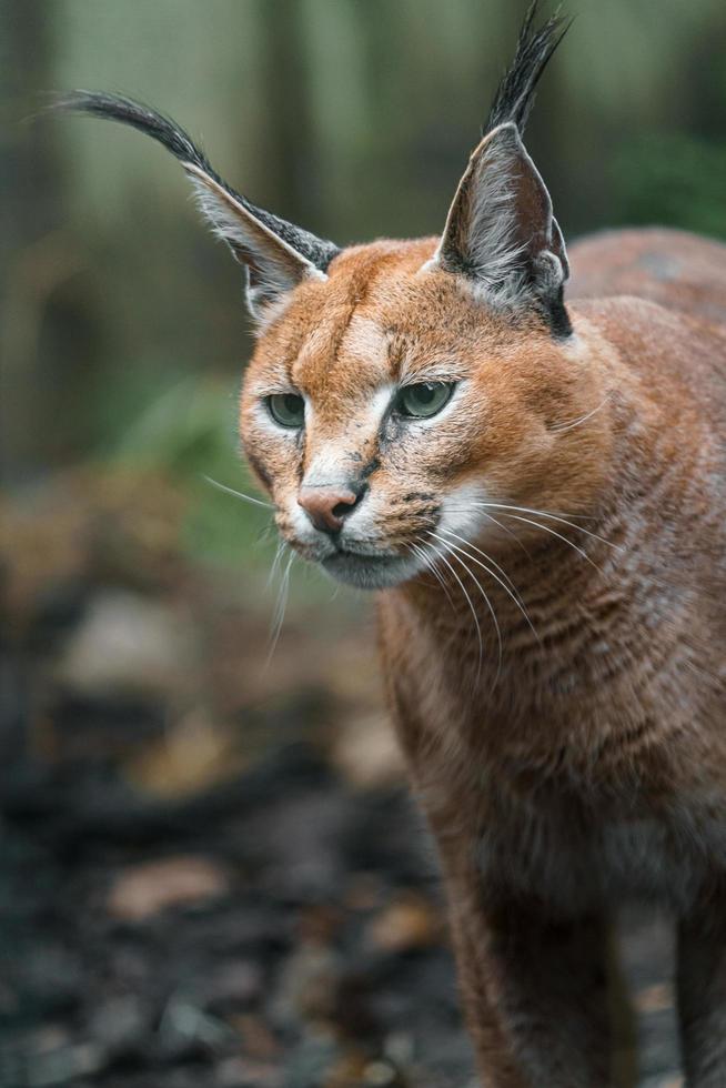 Portrait of Caracal photo