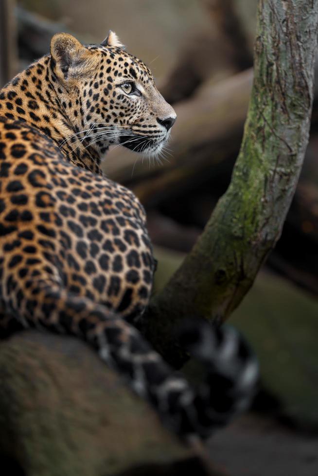 leopardo de Sri Lanka foto