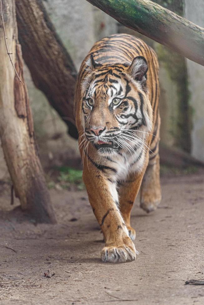 retrato de tigre de sumatra foto