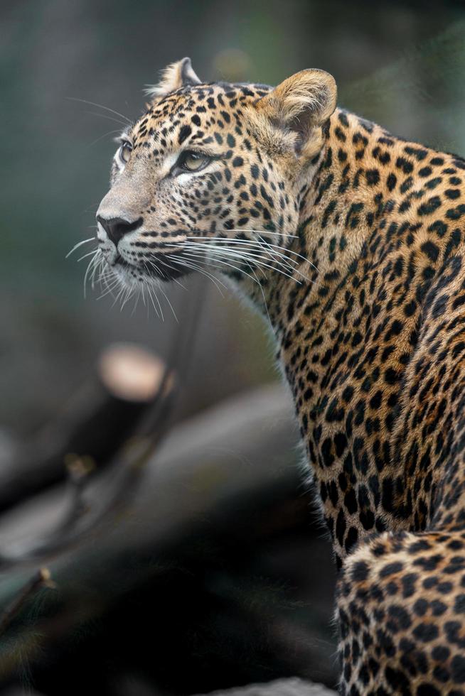 leopardo de Sri Lanka foto