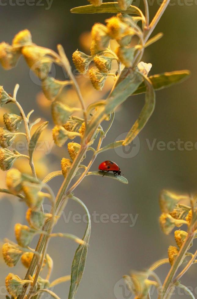 Beautiful ladybug on an unusual plant in the rays of the setting sun. Soft selective focus, amazing magical image. macro photo