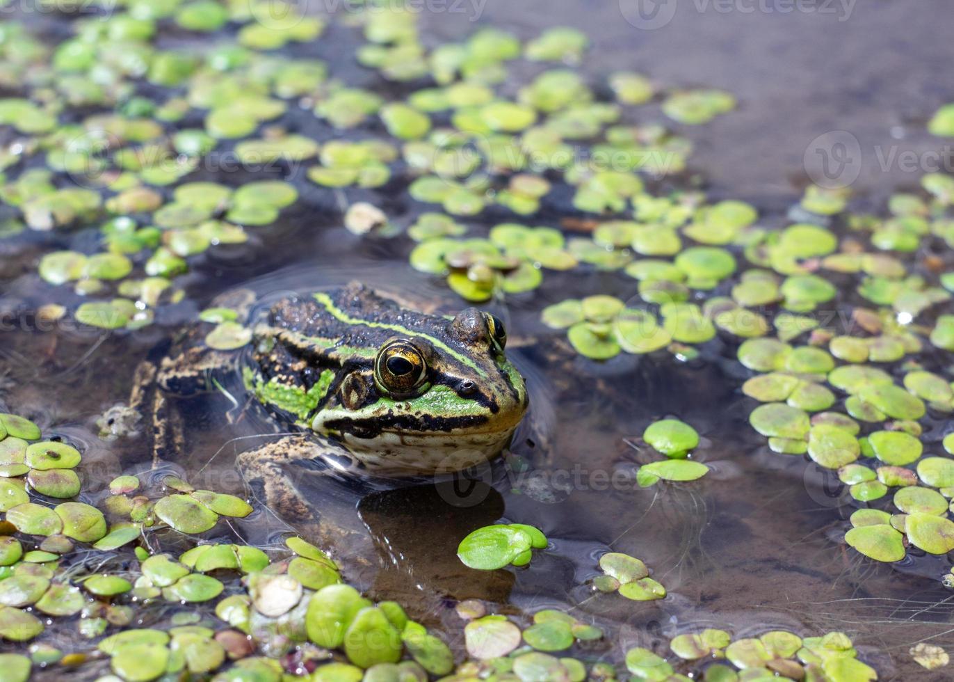 Amphibian in water with duckweed. Green frog in the pond. Rana esculenta. Macro photo. photo