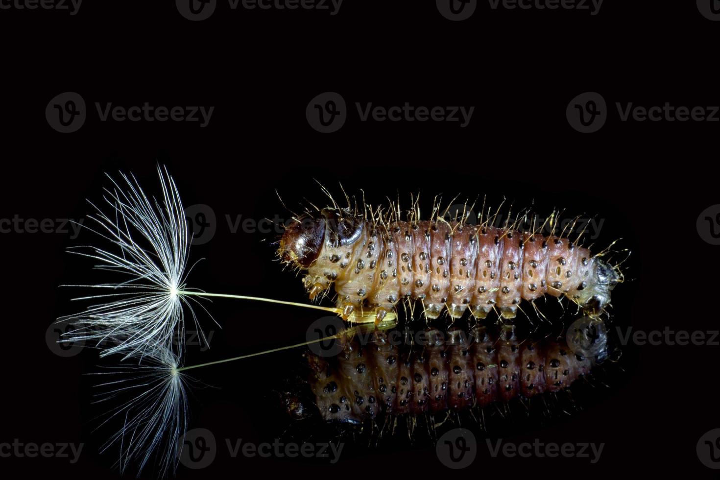 Macrophotography. Caterpillar and dandelion on a black background with reflection. photo