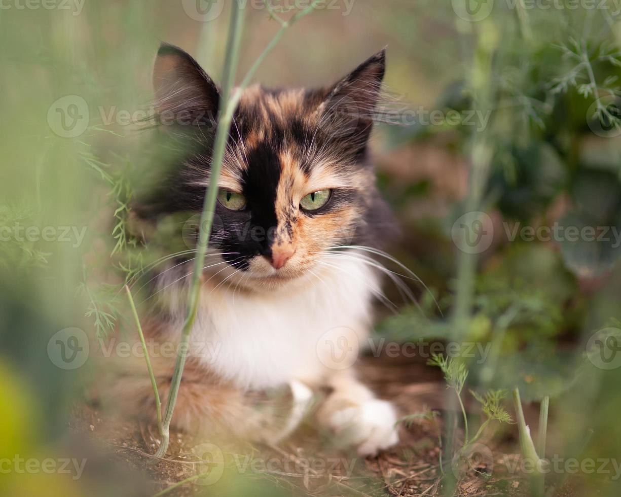 un gato tricolor doméstico, mirando a la cámara, se acostó en el césped, en el jardín, en un día de verano. hierba en desenfoque foto