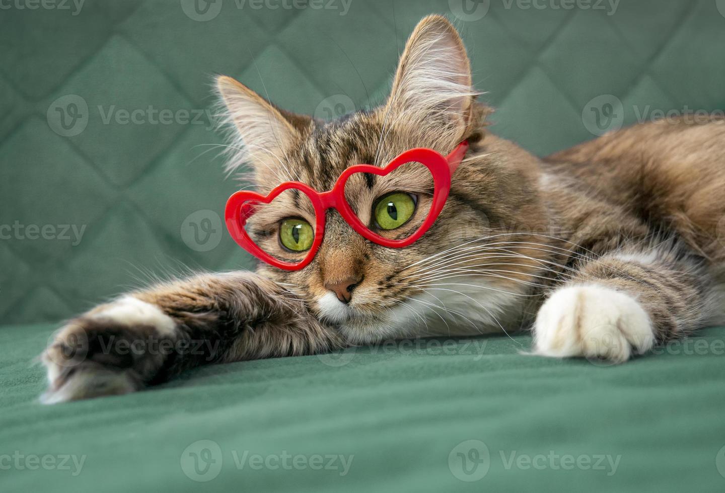Fluffy cat with green eyes in heart-shaped glasses, lying and resting on the couch. Cute beloved pets. photo