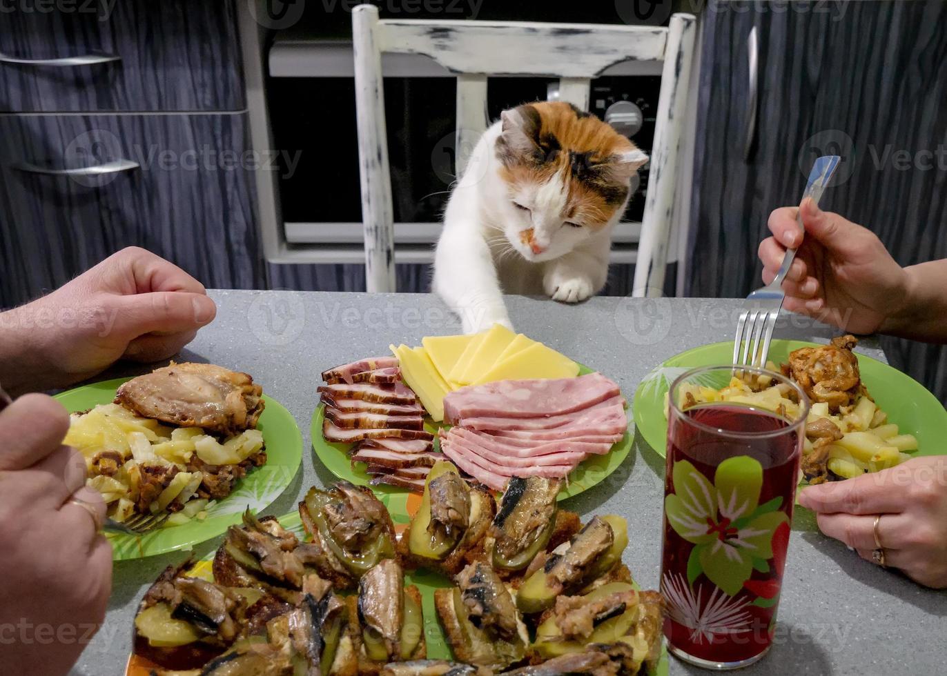 cena familiar. el gato roba comida de la mesa. un hombre y una mujer estan almorzando foto