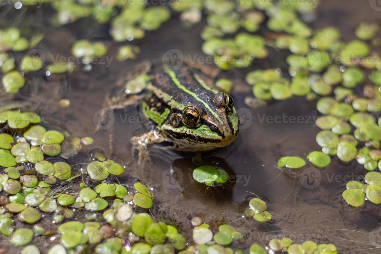 Amphibian in water with duckweed. Green frog in the pond. Rana esculenta Macro photo. photo