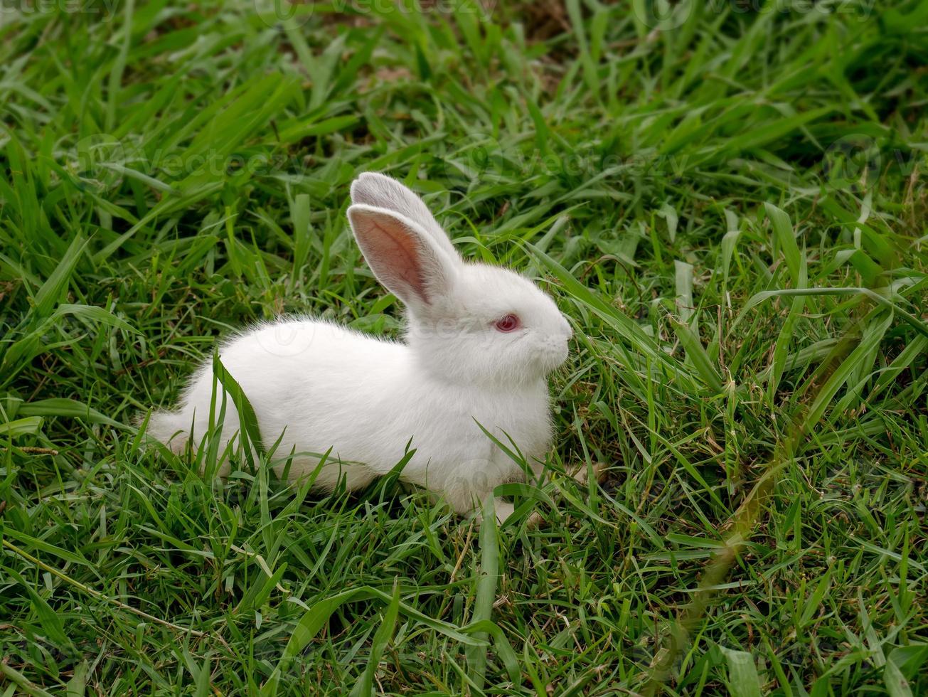 Small white rabbit with red eyes on the green grass. A home decorative pet outdoors. A little bunny. Easter bunny photo