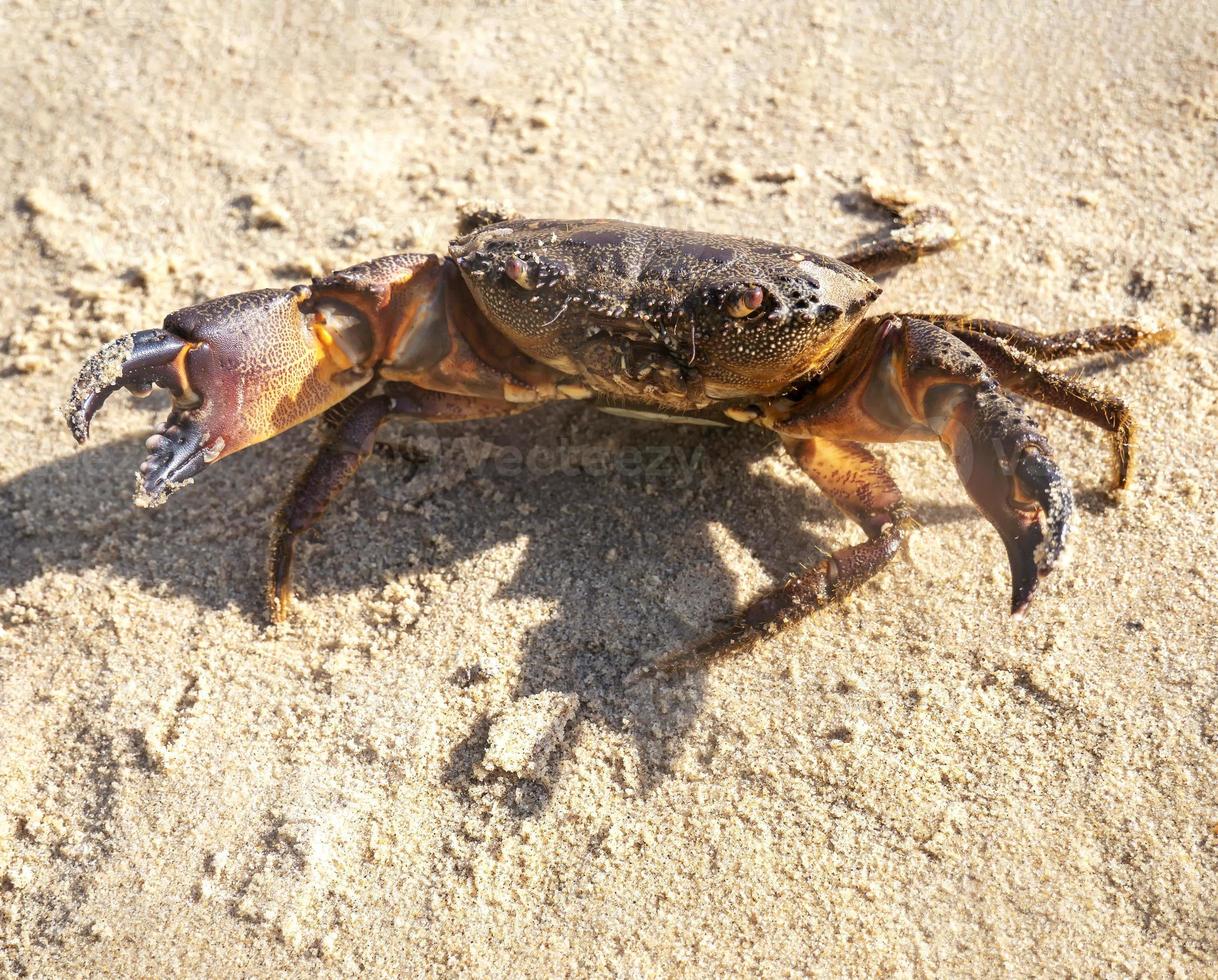 Live mud crab. Raw scylla serrata Close-up. Raw materials for seafood restaurants concept. photo