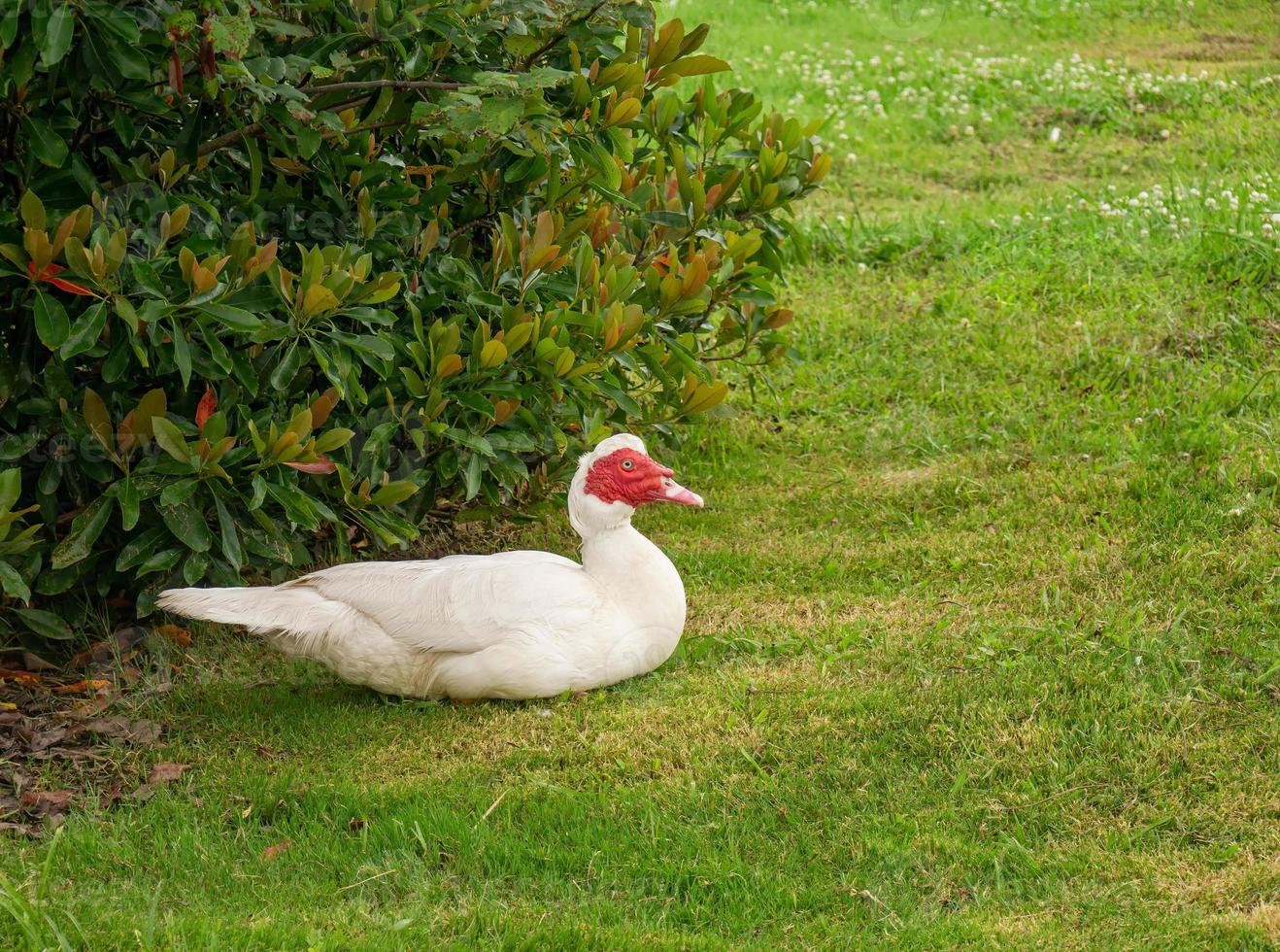 White musk duck sitting in a meadow. A domestic Muscovy Duck with red and pink corals on a farm spring day photo