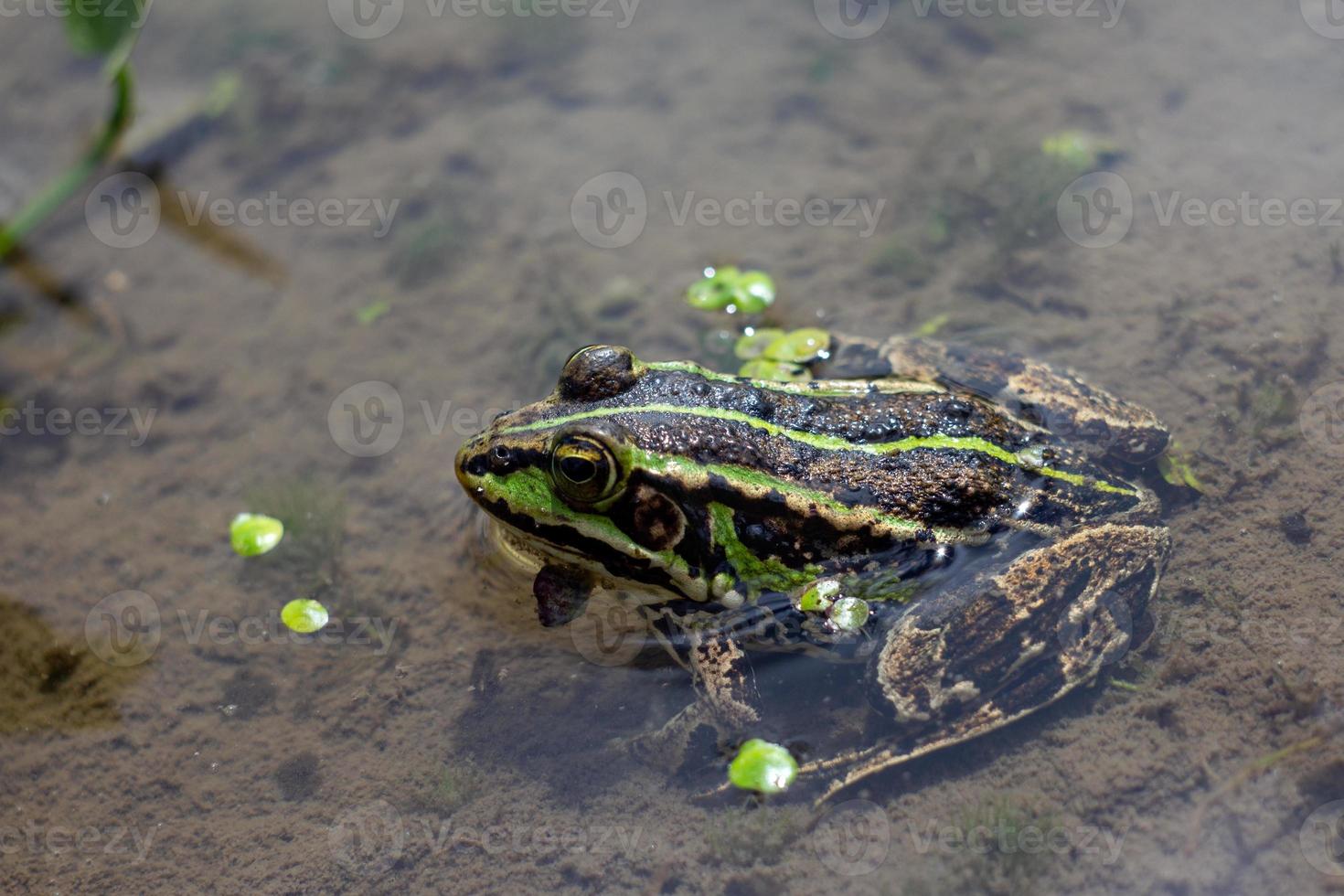 Amphibian in water with duckweed. Green frog in the pond. Rana esculenta Macro photo. l photo