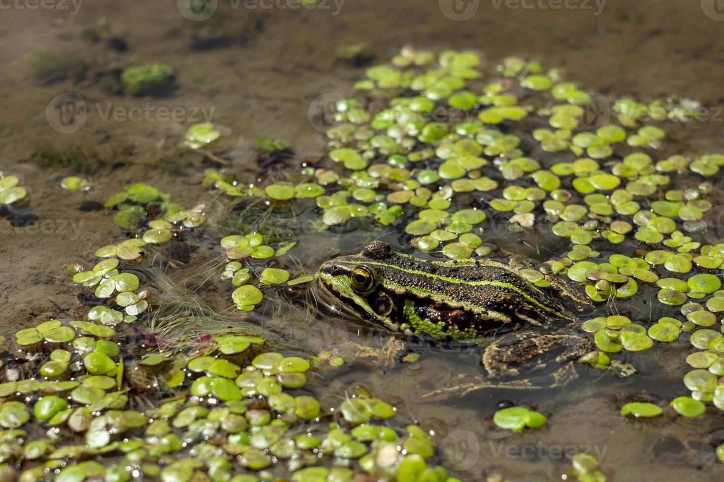 Amphibian sits in the water with duckweed. Green frog in the pond. Macro photo. photo