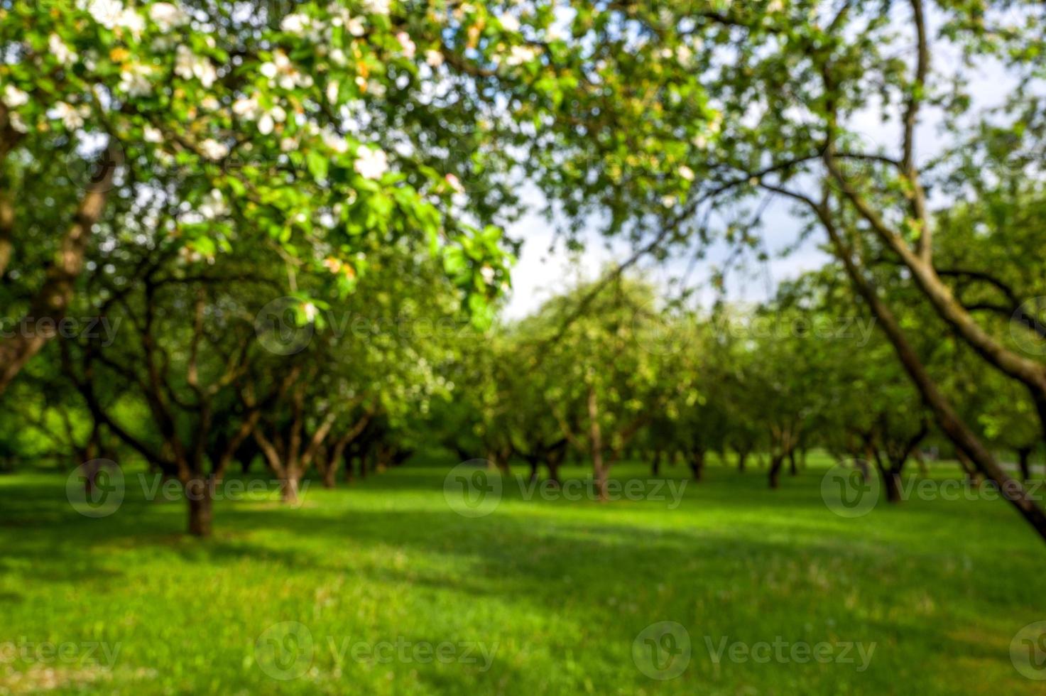 imagen desenfocada de árboles en el parque, pancarta de primavera con lugar para texto. foto