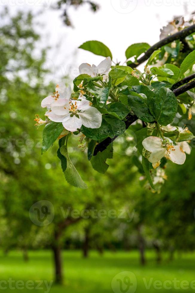 Closeup of a blooming tree.Springtime banner with place for text.Vertical shot with place for text. photo