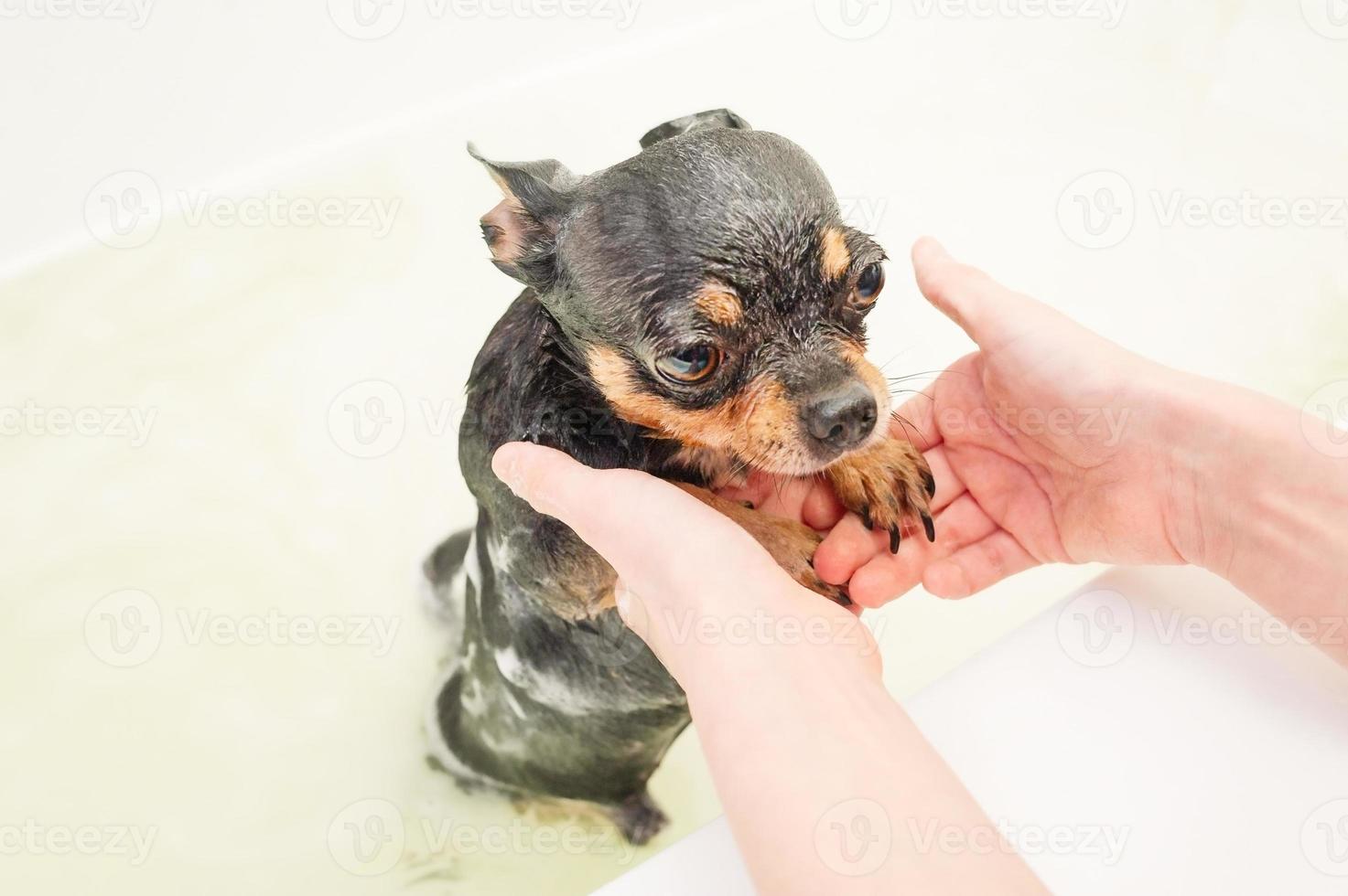 A tricolor chihuahua dog is bathing in the bathroom. Wet and clean pet dog. photo