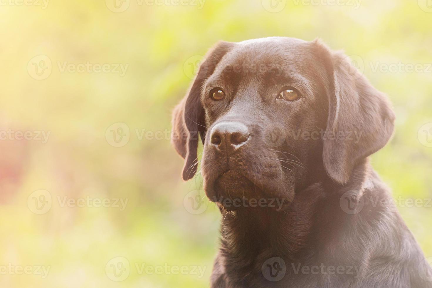 Labrador retriever dog on green natural background. Portrait of a labrador puppy. photo