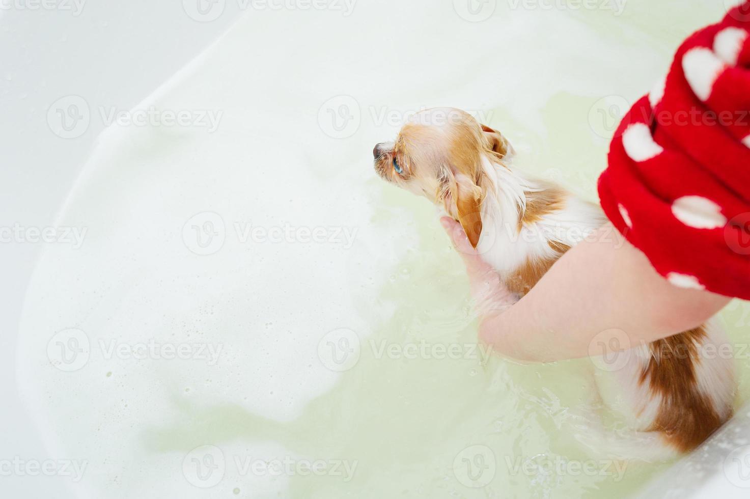 A chihuahua dog takes a bath with foam. Pure bought dog. photo