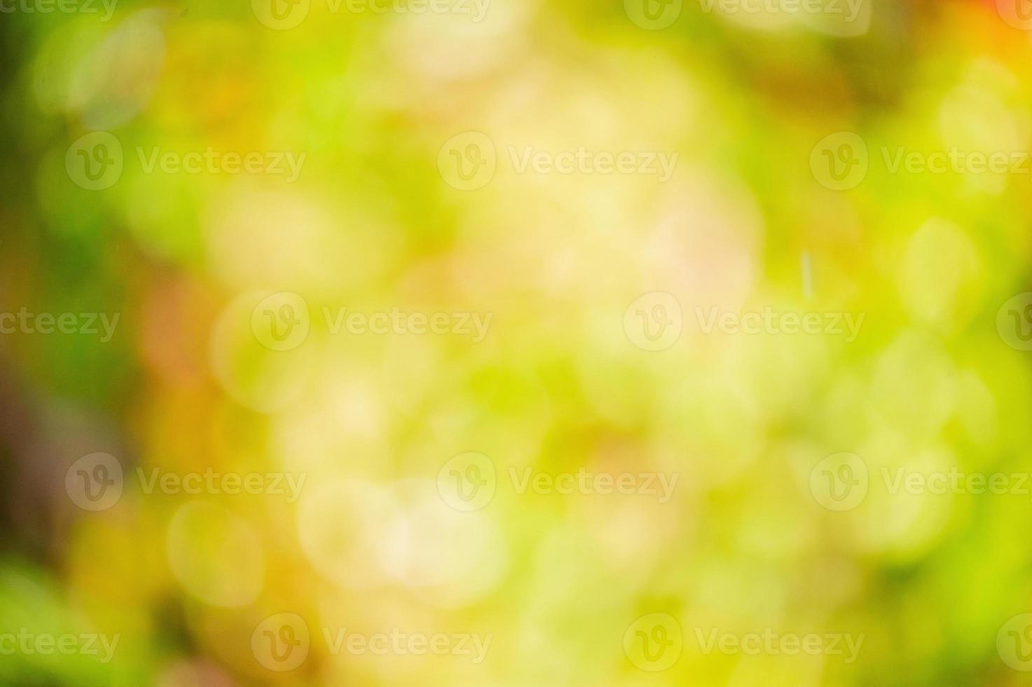 Defocus light background natural blurred leaves on trees. Defocus green yellow red and orange autumn photo