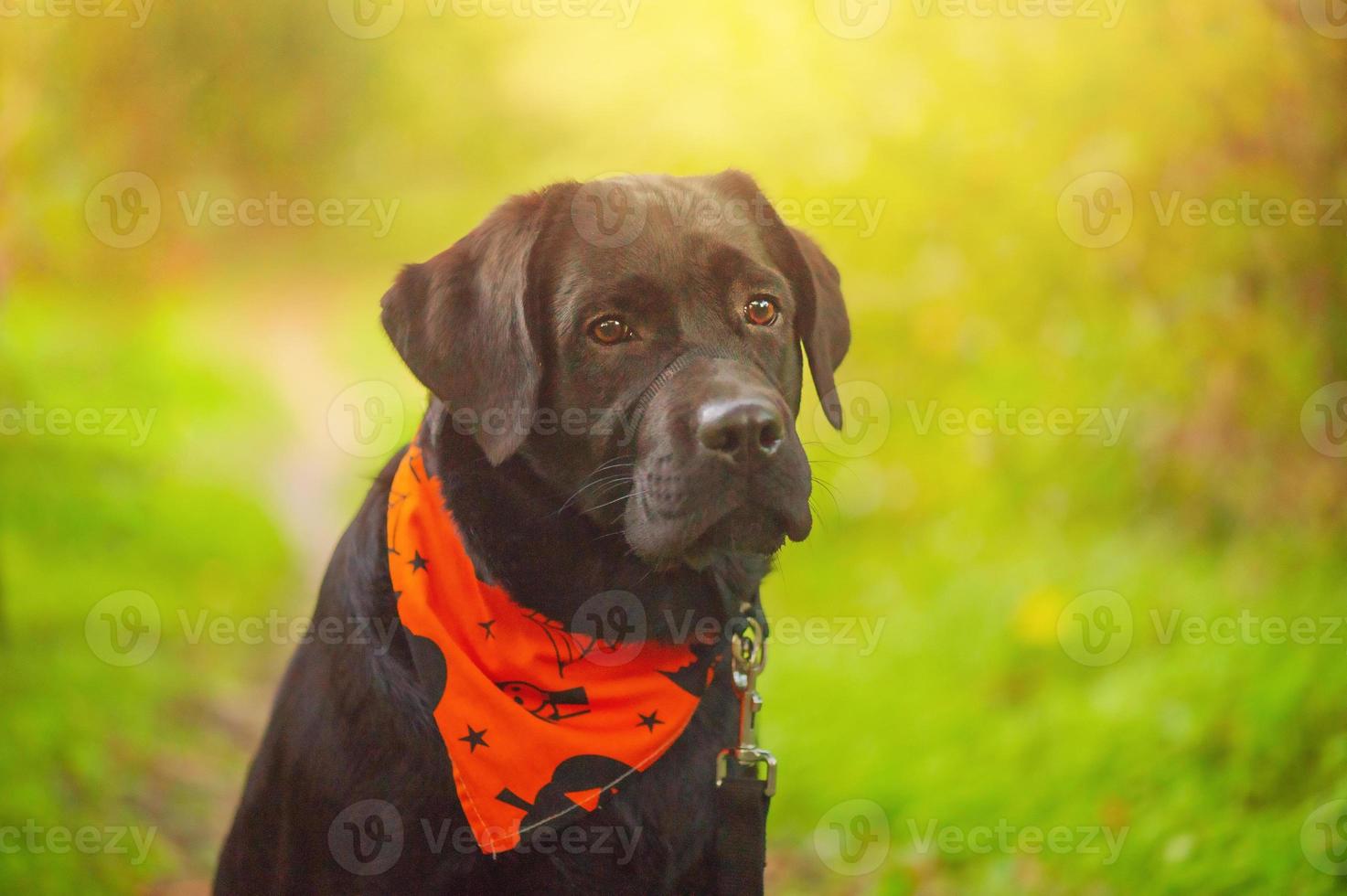 A black Labrador retriever dog in an orange Halloween bandana. Puppy on a background of nature. photo