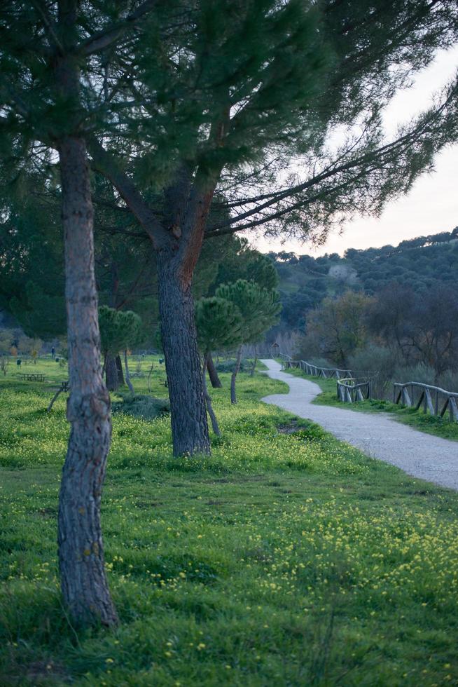 Landscape at El Pardo, Madrid. Green meadow and walking path. photo