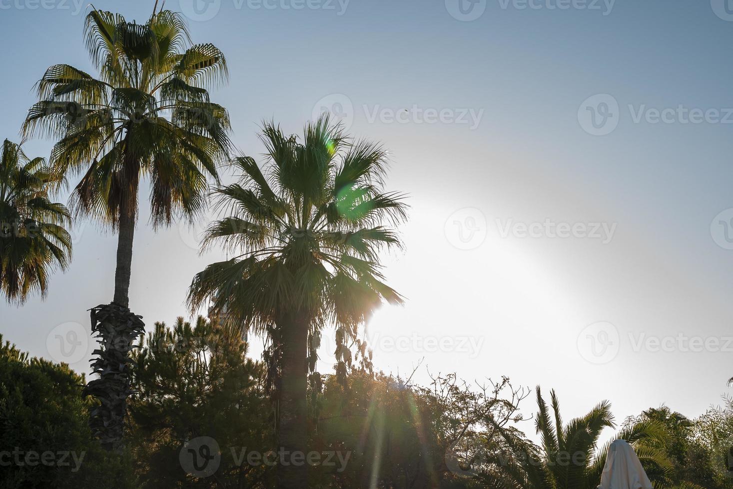 Beautiful palm trees and plants growing at tourist resort during sunny photo