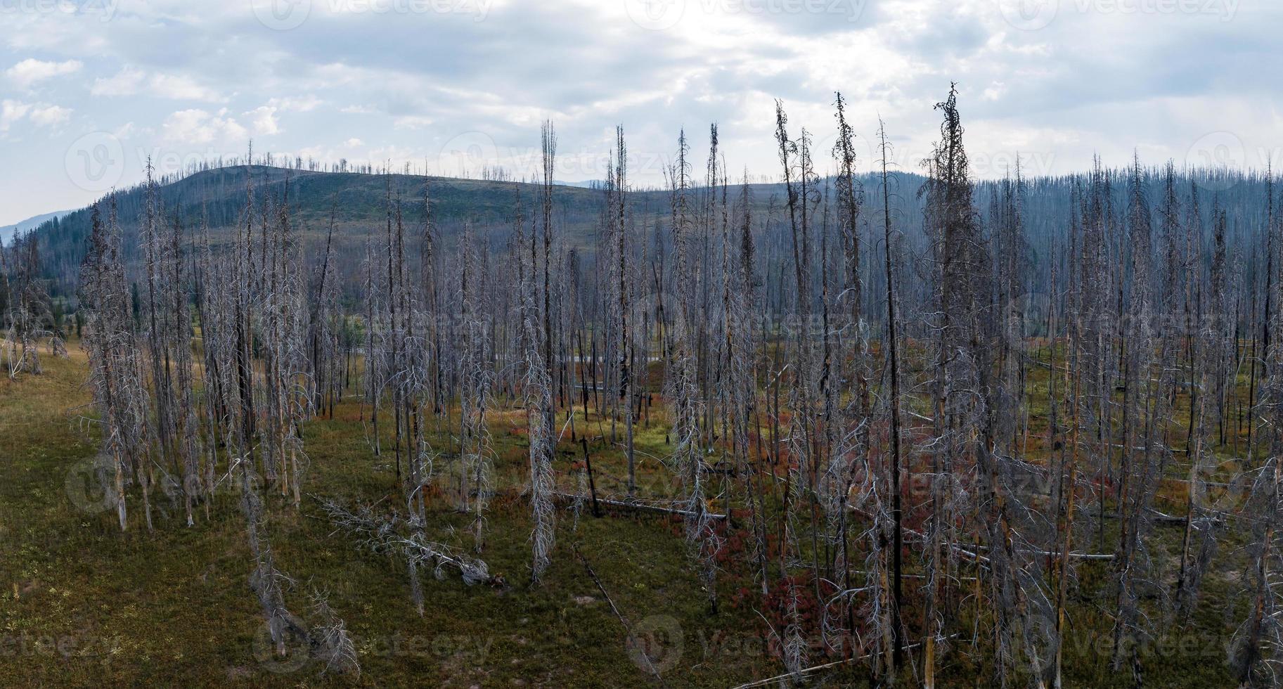 árboles muertos del parque nacional de yellowstone dentro de los géiseres. foto