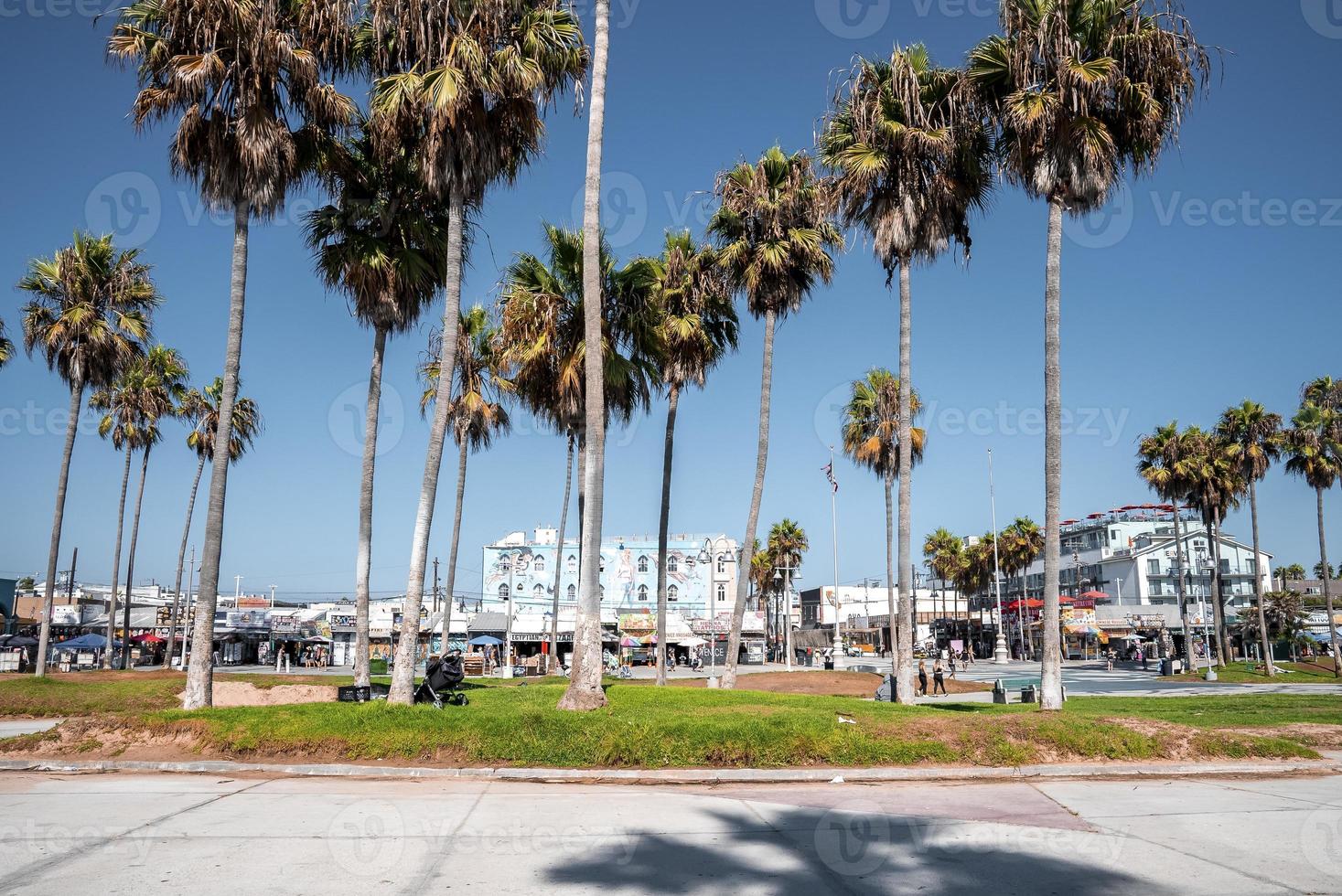 Tranquil view of palm trees growing on land at Venice beach in summer photo