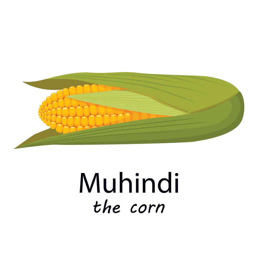 Ear of Corn for Kwanzaa - Ear of corn called muhindi for Kwanzaa vector