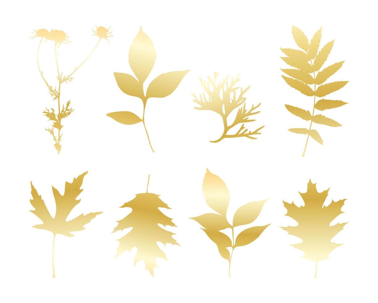 Gold leaves isolated , set leave and camomile, white background. vector